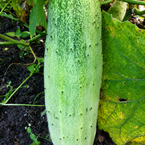 Local Cucumber Per Kg
